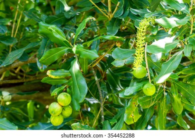 White Color Of Macadamia Nut Flowers Blossom On Its Tree