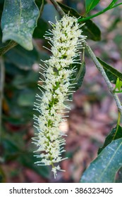 White Color Of Macadamia Nut Flowers Blossom On Its Tree