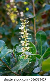 White Color Of Macadamia Nut Flowers Blossom On Its Tree