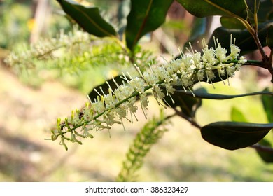 White Color Of Macadamia Nut Flowers Blossom On Its Tree