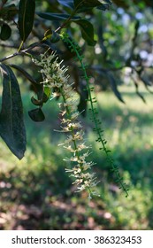 White Color Of Macadamia Nut Flowers Blossom On Its Tree