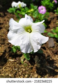 The White Color Means Purity, But This Flower Has A Different Meaning