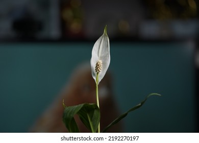 White Color Peace Lily Flower