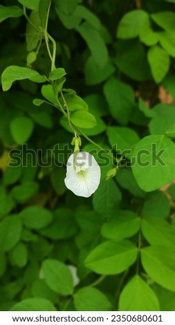 White color peacock flowers with green leaves