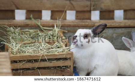 White color rabbit or bunny sitting and playing on cement floor in house and dry Barley straw and water in tray beside them. they look a bit fluffy and adorable. rabbit very popular pets for woman