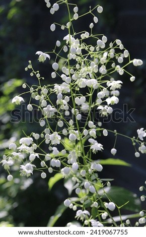 White color Thalictrum Splendide White flowers in a garden in July 2022