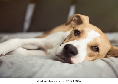 An And White Colored Dog Relaxing On Bed In Hotel Room