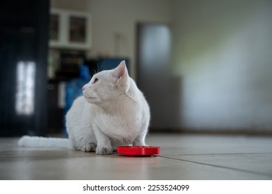 White colored domestic cat staring towards the direction of sound during eating cat food at home. Used selective focus. - Shutterstock ID 2253524099