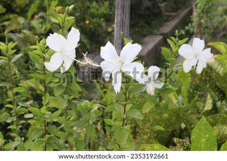 White colored shoeblackplant flower on garden for harvest are cash crops