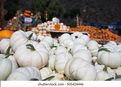 White and colorful,variety of pumpkin yard farm ready for carving Jack O Lantern,decoration for October autumn festival as Halloween season