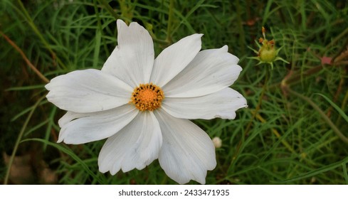 White colour garen cosmos flower and green grass background image. 