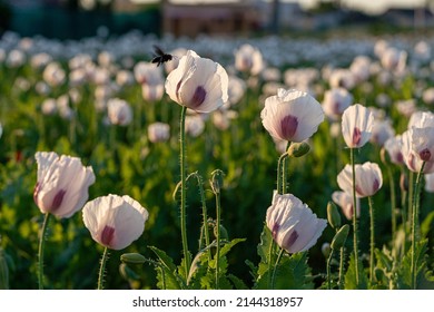 white coloured poppy field in beautiful sunset light, edible, healthy ingredient, food industry, Detail of flowering opium poppy field in Latin papaver somniferum grown in Slovakia, nature background