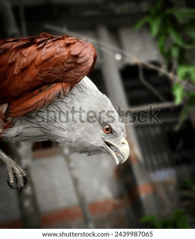 White colure Eagle closeup looks wonderful, American eagle.