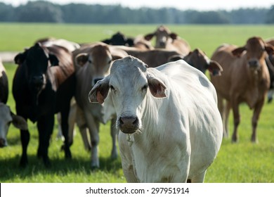 252 Mississippi Cattle Images, Stock Photos & Vectors | Shutterstock