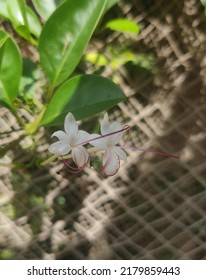 White Common Jasmine Flower Garden Flower