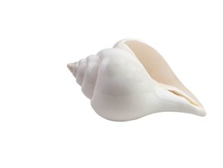 White Conch Shell With Oranges Isolated On White Background With Clipping Path.