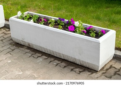 White Concrete Flower Bed With Blooming Petunia