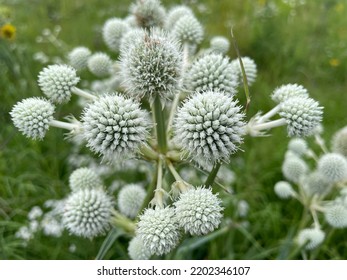 White Cone Flowers In Green Prairie Background