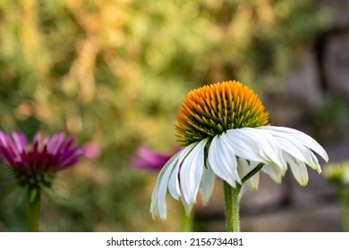 White coneflower (Echinacea purpurea), also called White Swan, in sunlight, macro and selective focus against green background