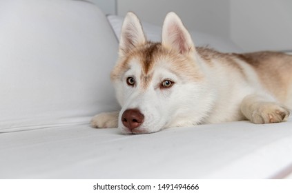 629 Copper siberian husky Images, Stock Photos & Vectors | Shutterstock