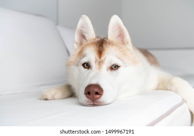 629 Copper siberian husky Images, Stock Photos & Vectors | Shutterstock