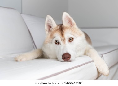 629 Copper siberian husky Images, Stock Photos & Vectors | Shutterstock