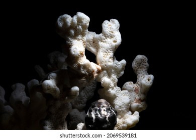 White Coral With Black Background