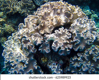 White Coral Close-up At Great Barrier Reef, Australia