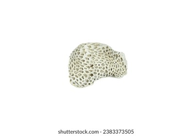 white coral fossil on a white background