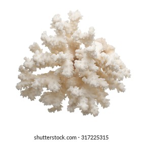 White Coral . Isolated