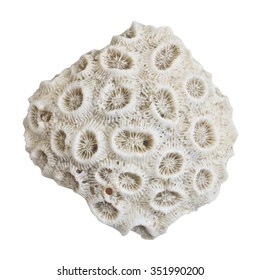 White Coral Isolated