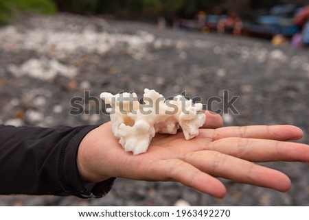 White coral on hand tourist woman, blurred background.