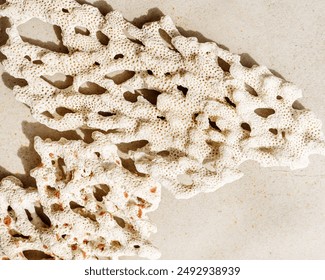 White coral on light neutral colored beige gray background. Natural textures corals, sunlight shadow, summer nature still life scenery minimal style trendy photo, top view, flat lay, copy space - Powered by Shutterstock