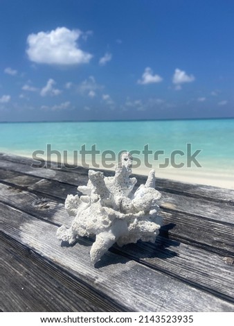 White coral on wood on a lonely beach on the maldives, paradise