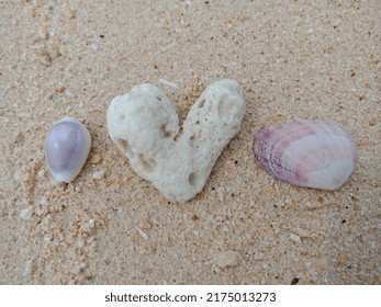 The White Coral And Purple Shell