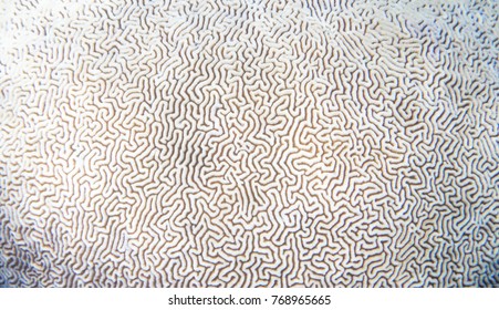 White coral texture. Tropical seashore underwater photo. Coral reef animal. Sea shore coral closeup. Natural surface closeup. Undersea view of marine life. Coral reef texture. Shallow water snorkeling