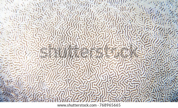 White coral texture. Tropical seashore\
underwater photo. Coral reef animal. Sea shore coral closeup.\
Natural surface closeup. Undersea view of marine life. Coral reef\
texture. Shallow water\
snorkeling