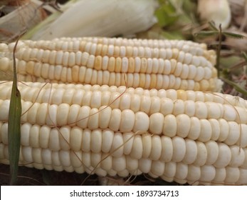 White corn like a pearl