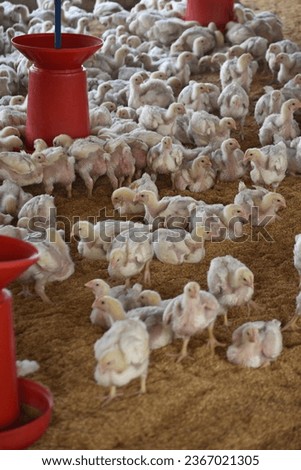 White Cornish Rock broiler chickens inside farm coop with automatic drinkers or waterer, feeders hanging, with paddy hulls bedding