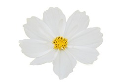 White Cosmos Beautiful And Beautiful White Cosset.White Background, Can Be Used For Various Tasks And Decorated For Beauty, Yellow Stamens.