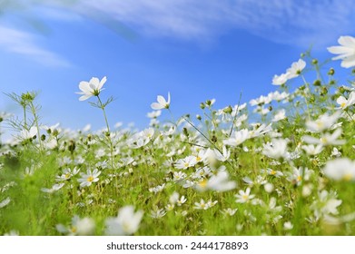 White cosmos bloom in a vast sea beneath a cerulean sky. Like an idyllic painting, the scene inspires hope and tranquility. - Powered by Shutterstock