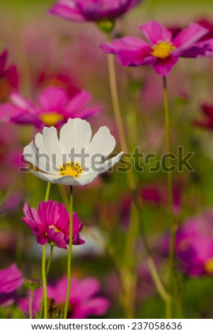 Similar – Once upon a time; flowers and grasses of a flower meadow