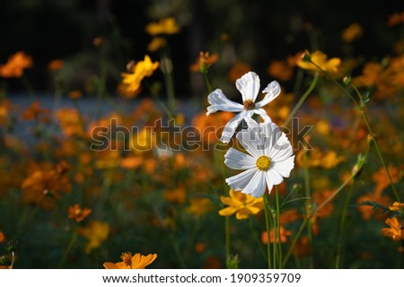 Similar – Once upon a time; flowers and grasses of a flower meadow