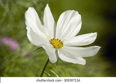 White Cosmos Flower Blossom In Grass