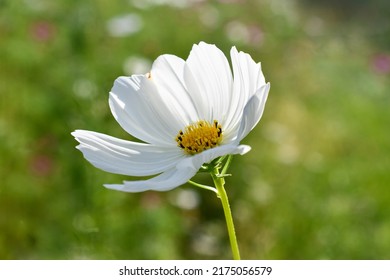 White cosmos flower with bokeh  - Powered by Shutterstock