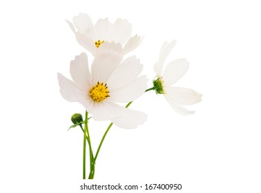 White Cosmos Flower Isolated On White Background