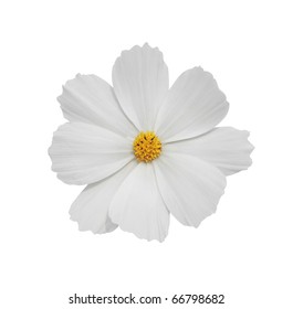 White Cosmos Flower Isolated On White Background