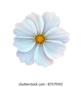 White Cosmos Flower Isolated On White Background