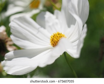 white cosmos flower / selective focus