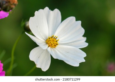 White cosmos flowers blooming in the garden - Powered by Shutterstock